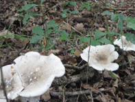 © Zierfischfreunde Immenhausen-Holzhausen